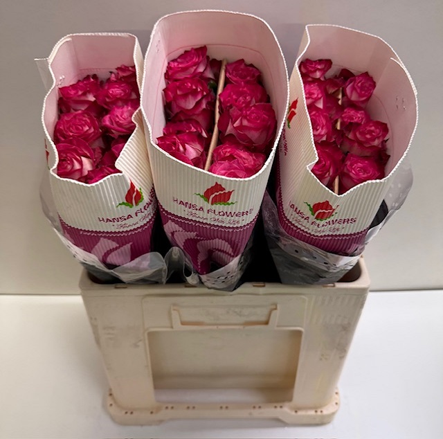 Rosa gr lovely fairy HS.jpg